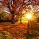 Autumn Scenery with the sun shining through some trees