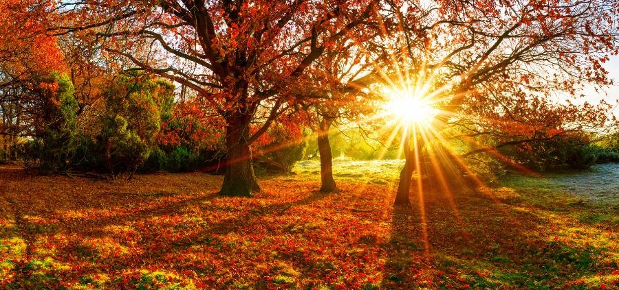 Autumn Scenery with the sun shining through some trees