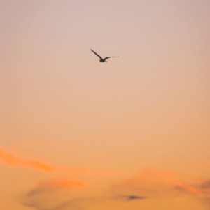 a silhouette of a bird flying in the sky during a sunset