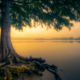 a large tree next to a calm lake in the sunset