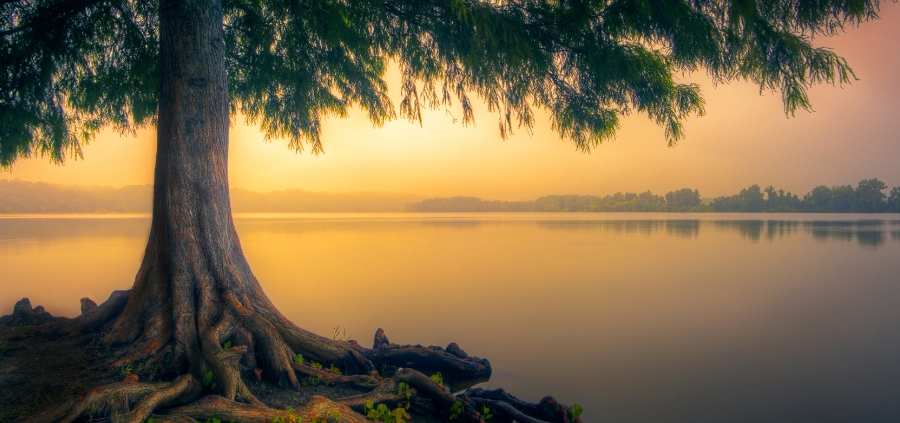 a large tree next to a calm lake in the sunset